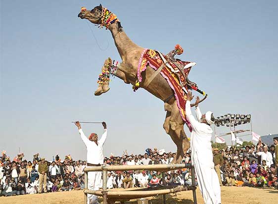 Planning Your Visit to Bikaner Camel Festival