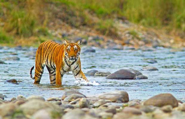 Nainital Mussoorie Haridwar Rishikesh Corbett Park 9 Days